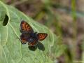 Lycaena helle (Menekşe Bakırgüzeli)